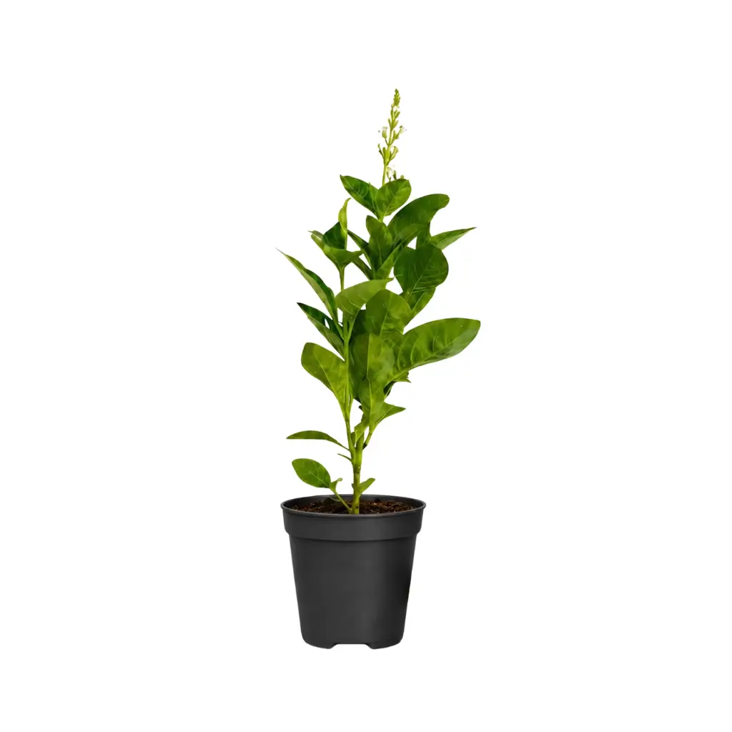 GREENX ERANTHIMUM GOLD