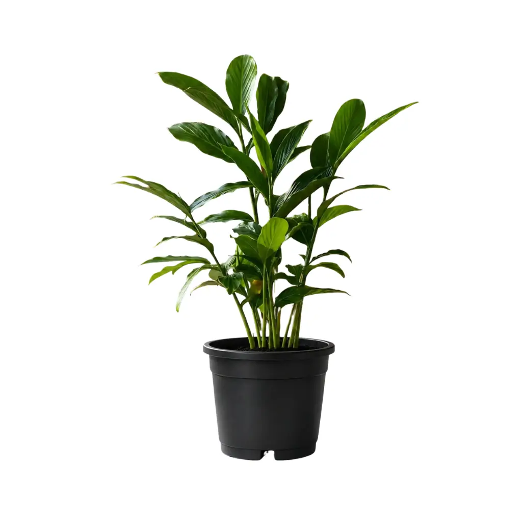 GREENX ALPINIA PURPURATA(RED GINGER)