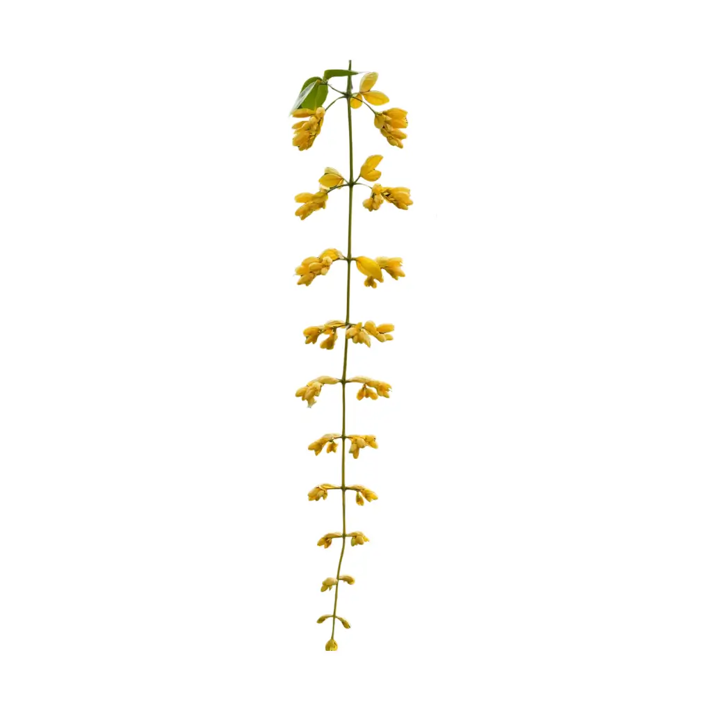 GREENX GOLDEN CASCADE