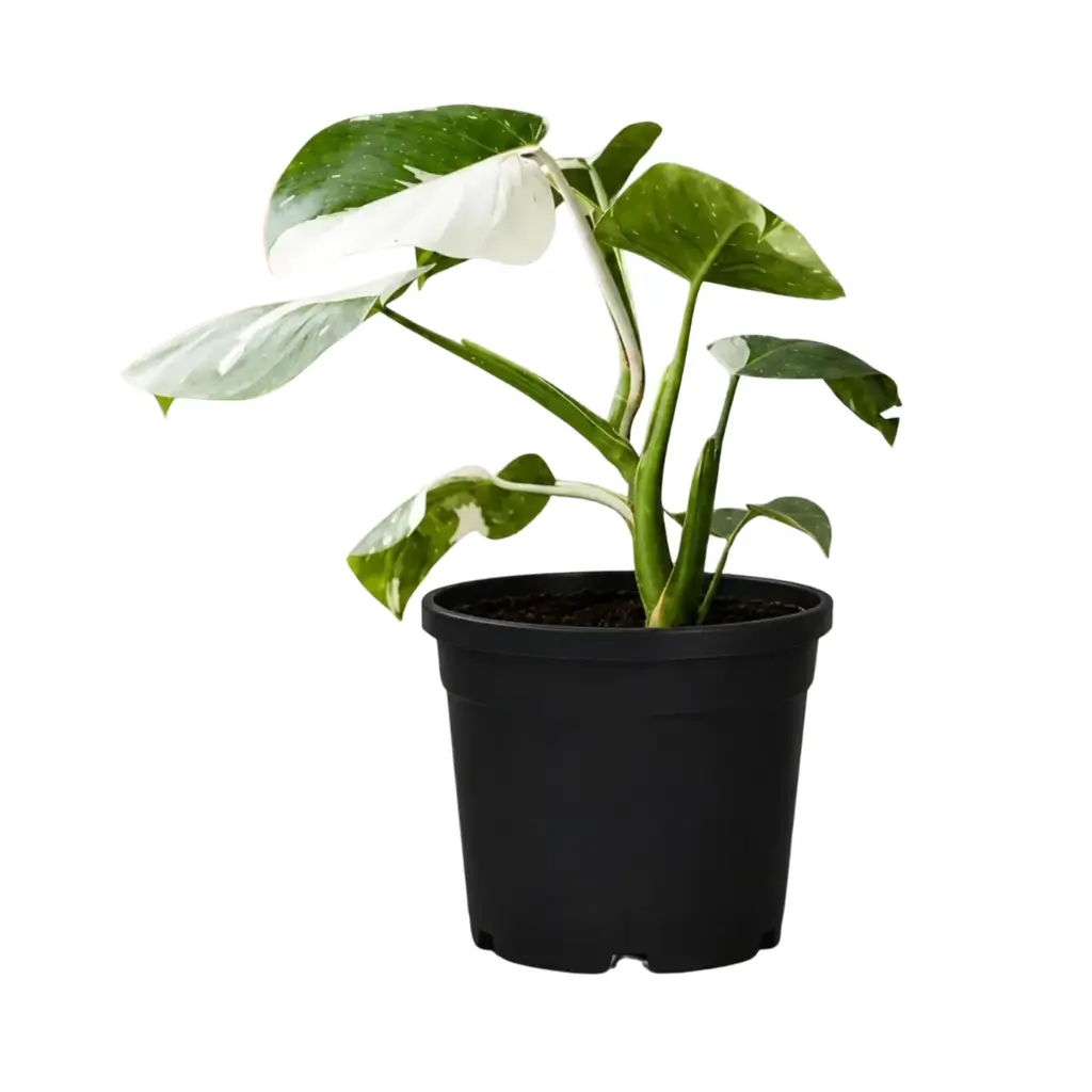 GREENX PHILODENDRON WHITE PRINCESS