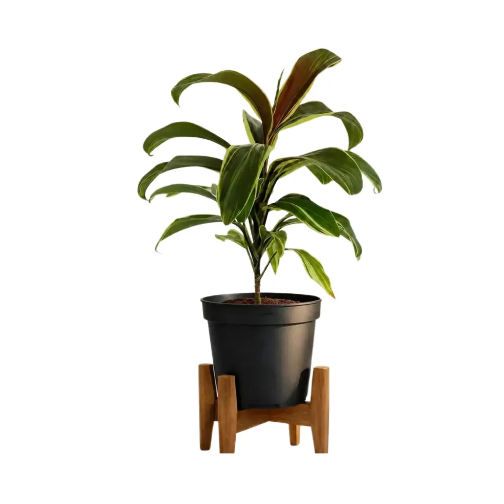 GREENX DRACENA MISS ANDREA